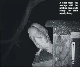  ??  ?? A shot from the footage with the nesting barn owls ready for their nightly foray.