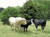  ?? ANDREA FOX ?? Pukeatea farmer Nigel Anderson uses a charolais bull over his hereford-friesian cross breeding cows