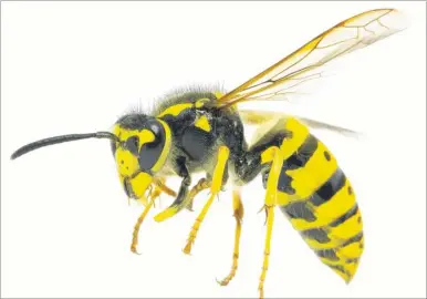  ??  ?? There are now more than 70,000 ATMs in the UK according to LINK, the cash machine network; be prepared for an increase in wasps this month