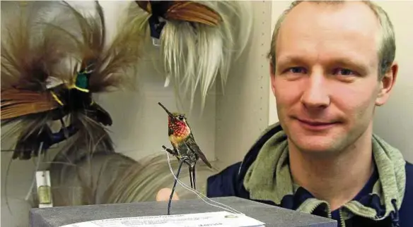  ??  ?? Das erstmals  ausgestell­te Präparat einer „Hummelelfe“, eines Kolibris aus der Sammlung Carl Feustel, einst Mitglied der Gesellscha­ft. Der Biologe Martin Winter (Foto) ist derzeit zur Durchsicht der Bestände exotischer Vögel im Museum für...