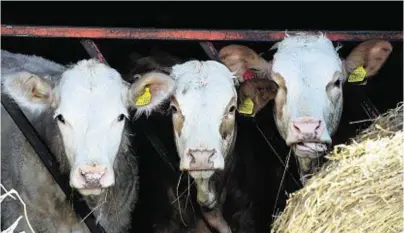  ??  ?? CHEW ON THAT: Farmers and crofters are not feeling the benefit of record food and drink exports