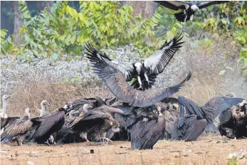  ?? FOTO: BIRD CONSERVATI­ON NEPAL/DPA ?? Mithilfe örtlicher Gemeinden sind in Nepal sogenannte Geierresta­urants entstanden, wo die Vögel mit unbelastet­em Futter versorgt werden.