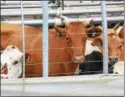  ?? PHOTOS BY JOHN BREWER — ONEIDA DAILY
DISPATCH ?? Red Gate Farms boasts a herd of 700, with 350head of active milkers.