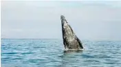  ?? CAROLYN COLE/LOS ANGELES TIMES ?? “Spy hopping” is a behavior exhibited by cetaceans, such as the gray whale.