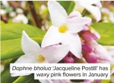  ??  ?? Daphne bholua ‘Jacqueline Postill’ has waxy pink flowers in January