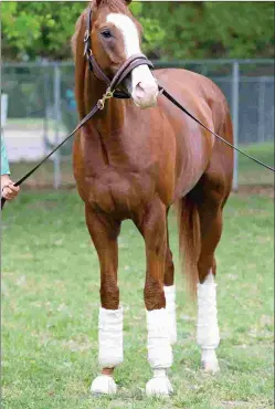  ?? DEBRA A. ROMA ?? Will Take Charge has five juveniles cataloged to the Fasig-Tipton Gulfstream sale of 2-year-olds in training.