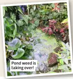  ?? ?? Pond weed is taking over!
