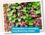  ??  ?? Rhodochito­n is a beautiful, long-flowering climber