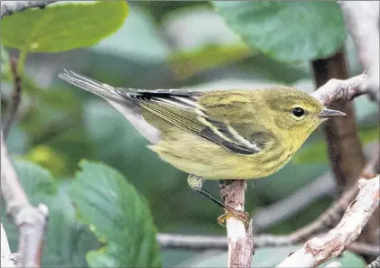  ?? BRUCE MACTAVISH PHOTO ?? A blackpoll warbler stalks insects in the alders building up body energy it will need to power its migration to Brazil.