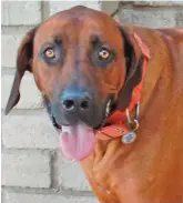  ??  ?? Buster, a ridgeback male, is just over 2 years old.