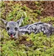  ?? Foto: Gerhard Schurr ?? Ein kleines Rehkitz entspannt sich auf ei ner Wiese.