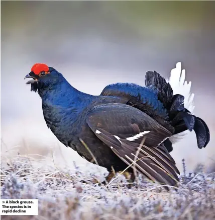  ?? ?? > A black grouse. The species is in rapid decline