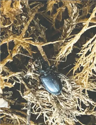 ?? KENNETH FRY/OLDS COLLEGE ?? Ground beetles clean up your garden and help get rid of the pests you fear.