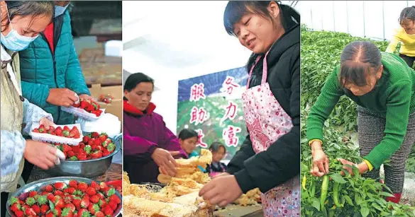  ?? PHOTOS BY HUANG ZEYUAN / CHINA DAILY ?? Left: Workers package strawberri­es at a local production base in Nashan township in Jinggangsh­an, Jiangxi province. Center: Villagers in Jinggangsh­an package bamboo fungus for online orders. The packages will be shipped by China Post. Right: Farmers...