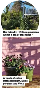  ??  ?? Bee-friendly – Echium pinninana within a sea of tree ferns A touch of colour – Osteosperm­um, Bellis perennis and Viola