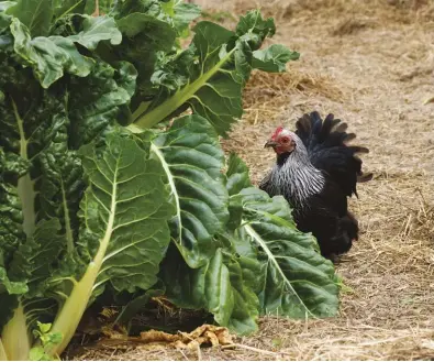  ??  ?? Allowing your chickens to forage can be healthy for them, but make sure to keep them out of your neighbor’s garden.