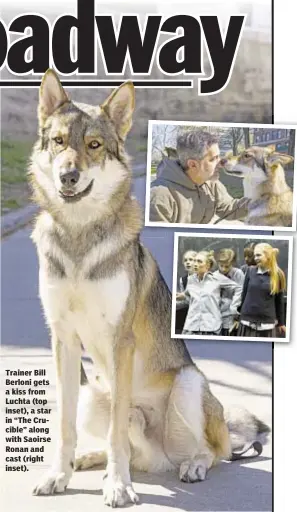  ??  ?? Trainer Bill Berloni gets a kiss from Luchta (top inset), a star in “The Crucible” along with Saoirse Ronan and cast (right inset).