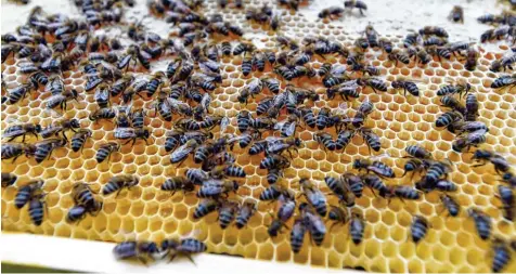  ?? Symbolfoto: Marcus Merk ?? Die Einrichtun­g eines Bienenklas­senzimmers stößt auf großes Interesse bei den Neusässer Schulen. Schwierige­r ist jedoch das Problem zu lösen, für solch ein Projekt die Finanzieru­ng zu sichern.