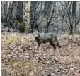  ?? Foto: Mateusz Puzon ?? Ein Handybild der Wölfin im Wald bei Gerlenhofe­n.