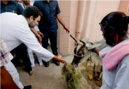  ?? — PTI ?? Congress vice president Rahul Gandhi feeding grass to a cow at a village in Dahod district on Wednesday.