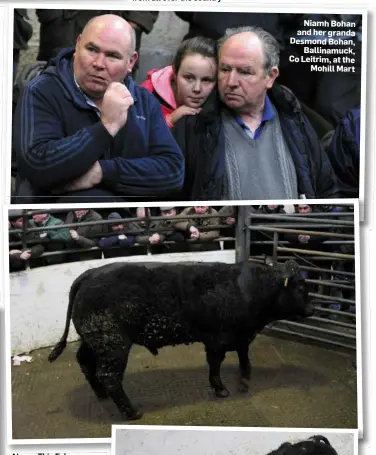  ??  ?? Above: This February 2017-born Limousin Cross weanling bull weighing 626kg sold for €1,550
Right: This February 2017-born Belgian Blue weanling bull weighing 370kg sold for €1,350
Left: This December 2016-born Limousin Cross weanling bull weighing...