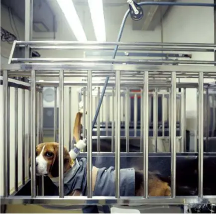  ?? FOTO BELGA ?? Deze foto is genomen in een Duits onderzoeks­laboratori­um. Beagles worden vaak gebruikt in dierproeve­n omdat ze niet te groot zijn, een zachtaardi­g karakter hebben en een hoge pijngrens.