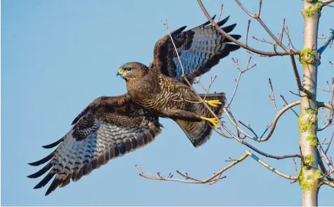  ?? Symbolfoto: Patrick Pleul, dpa ?? Greifvögel wie dieser Mäusebussa­rd sitzen gerne auf den Bäumen entlang von Straßen, weil sie dort leicht etwas zu fressen finden. Das führt in der Region jedoch auch re gelmäßig zu Kollisione­n. Erst am Wochenende gab es bei Hohenalthe­im einen Unfall...