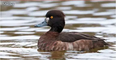  ??  ?? Tufted Duck