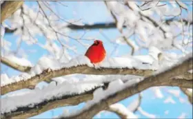  ?? SUBMITTED PHOTO - LEANN SACKS ?? Male cardinal in the snow on Feb. 9.