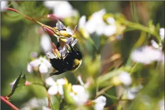  ?? (File Photo/AP/Rogelio V. Solis) ?? A bumblebee feeds on a flower April 1, 2020, at Foot Print Farms in Jackson, Miss.