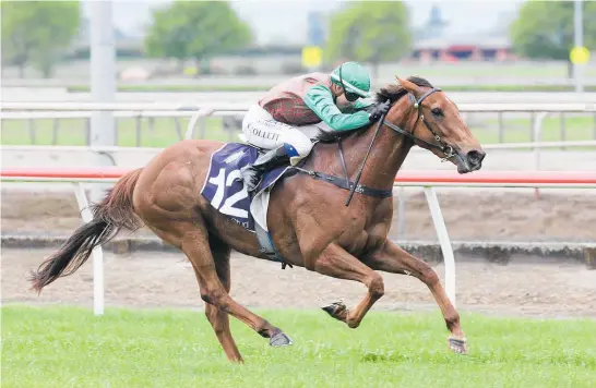  ?? Photo / Trish Dunell ?? Sam Collett and Travelling Light winning at Matamata in October.