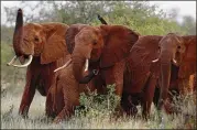  ?? ASSOCIATED PRESS 2010 ?? Environmen­tal advocates quickly condemned a decision by the Trump administra­tion to once again allow Americans to import the body parts of African elephants killed for sport.