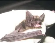  ?? Linda Bowen For DEEP / Contribute­d photo ?? This eastern small-footed bat, the first of its kind seen in the state since the 1940s, was treated and released.