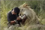  ?? DENIS FARRELL — THE ASSOCIATED PRESS ?? Kevin Richardson, popularly known as the “lion whisperer”, interacts with one of his lions while out for a walk in the Dinokeng Game Reserve, near Pretoria, South Africa. Richardson seeks to raise awareness about the plight of Africa’s lions, whose...