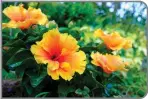  ?? GETTY IMAGES ?? Now is the time to prune colorful Hawaiian hibiscus in your garden.