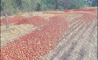  ?? HT PHOTO ?? The tomato growers have predicted further drop in rates as it is beginning of harvesting.