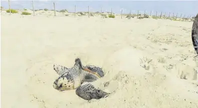  ?? ?? Una tortuga a la platja de Guardamar del Segura i en els detalls, la zona i els restes del niu de Borriana.