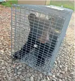  ?? PROVIDED BY NORTH CAROLINA WILDLIFE RESOURCES COMMISSION ?? The black bear cub, one of two pulled from a tree outside an Asheville, N.C., apartment complex on April 16, was transporte­d to the Appalachia­n Wildlife Refuge.