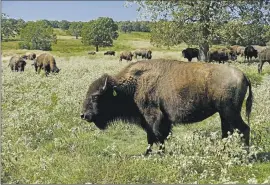  ?? Audrey Jackson Associated Press ?? BISON graze at a Cherokee Nation ranch in northeaste­rn Oklahoma. Centuries ago, an estimated 30 million to 60 million bison roamed the vast Great Plains.