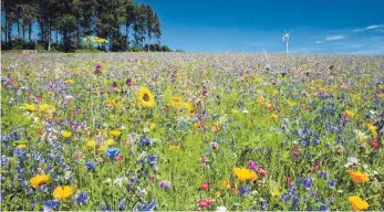  ?? ARCHIVFOTO: SCHALL ?? Eine solche Blühwiese plant ein Lindauer Landwirt, wenn ausreichen­d Lindauer sich am Projekt finanziell beteiligen.