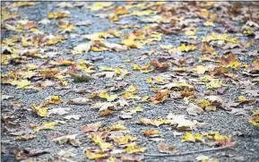  ?? PIXNIO ?? Falling leaves can become a hazard, especially if they are wet on roadways.