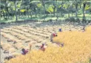  ?? UIG VIA GETTY IMAGES ?? ▪ A farm where organic rice is being harvested. Representa­tive picture.