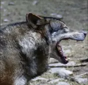  ?? (Photo Frantz Bouton) ?? Pour éloigner le loup (ici, un spécimen du parc Alpha) de leurs troupeaux, les éleveurs peuvent demander l’autorisati­on d’utiliser de gros pétards.