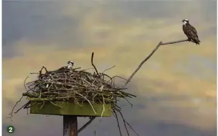  ??  ?? 2 2 At Dyfi Estuary in Wales, an attentive male and female guard the nest