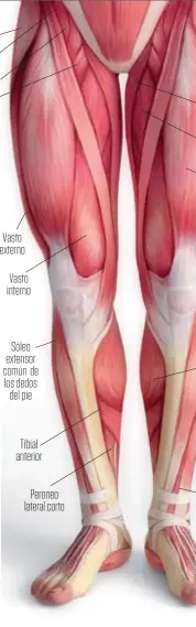  ??  ?? Tensor de la fascia alta Ilíaco Psoas mayor Pectíneo