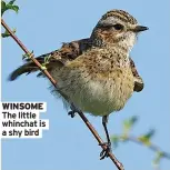  ?? ?? WINSOME The little whinchat is a shy bird