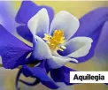  ?? ?? Aquilegia