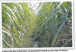  ??  ?? for ethanol. Asugar-cane in Khon Kaen. The government g is buying up cane sugar A sugar cane farm