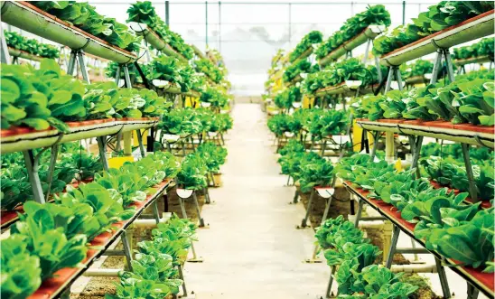  ?? Shuttersto­ck ?? PIF is investing to localize new agricultur­al technologi­es that can benefit the local private sector, expanding its market reach and positionin­g Saudi Arabia as a leader in vertical farming.