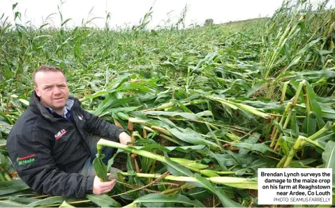  ?? PHOTO: SEAMUS FARRELLY ?? Brendan Lynch surveys the damage to the maize crop on his farm at Reaghstown near Ardee, Co Louth